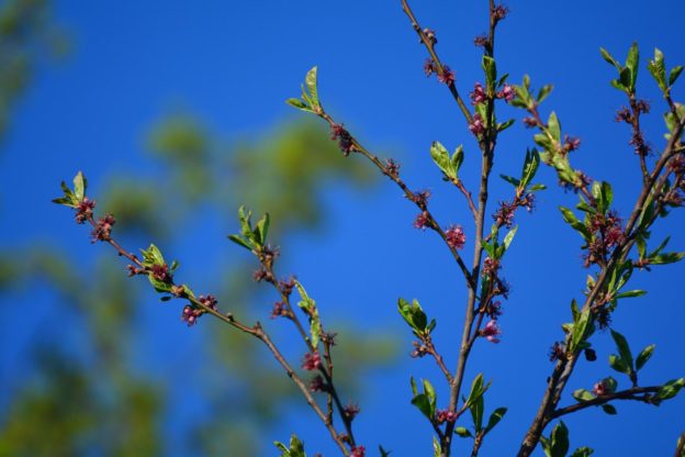 Blauer Himmel Zweige